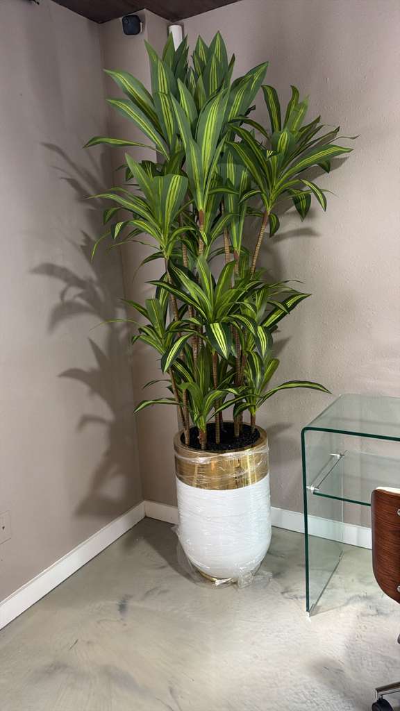512-DOUBLE DRACAENA small