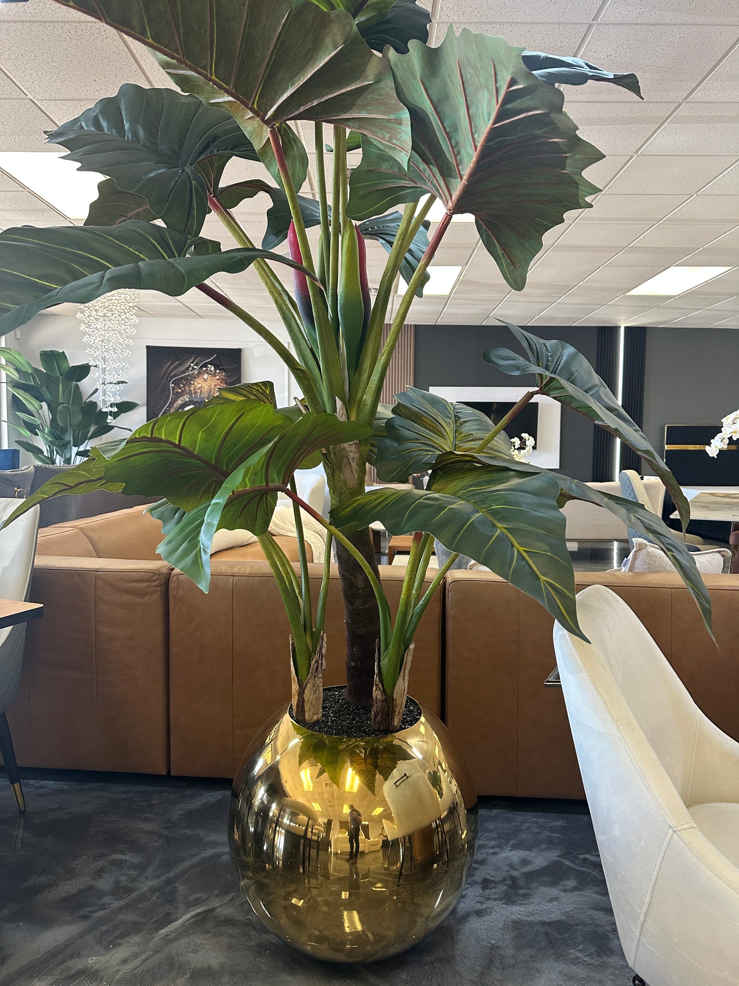512-alocacia Gold