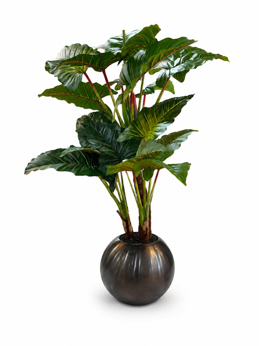 Alocasia 8ft