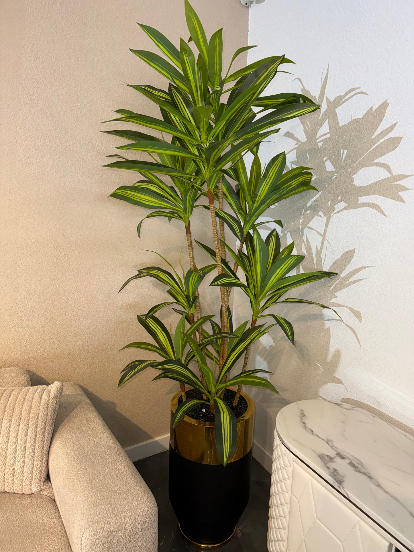 512-Dracaena