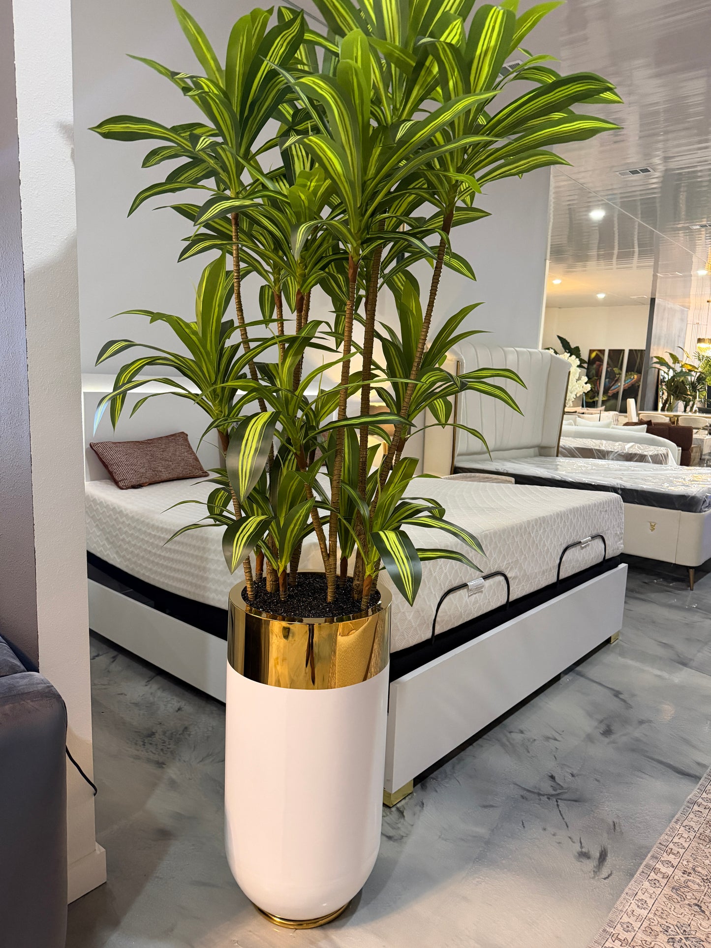 512-Double Dracaena medium
