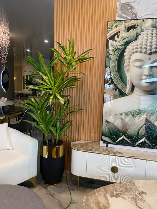 512-Dracaena