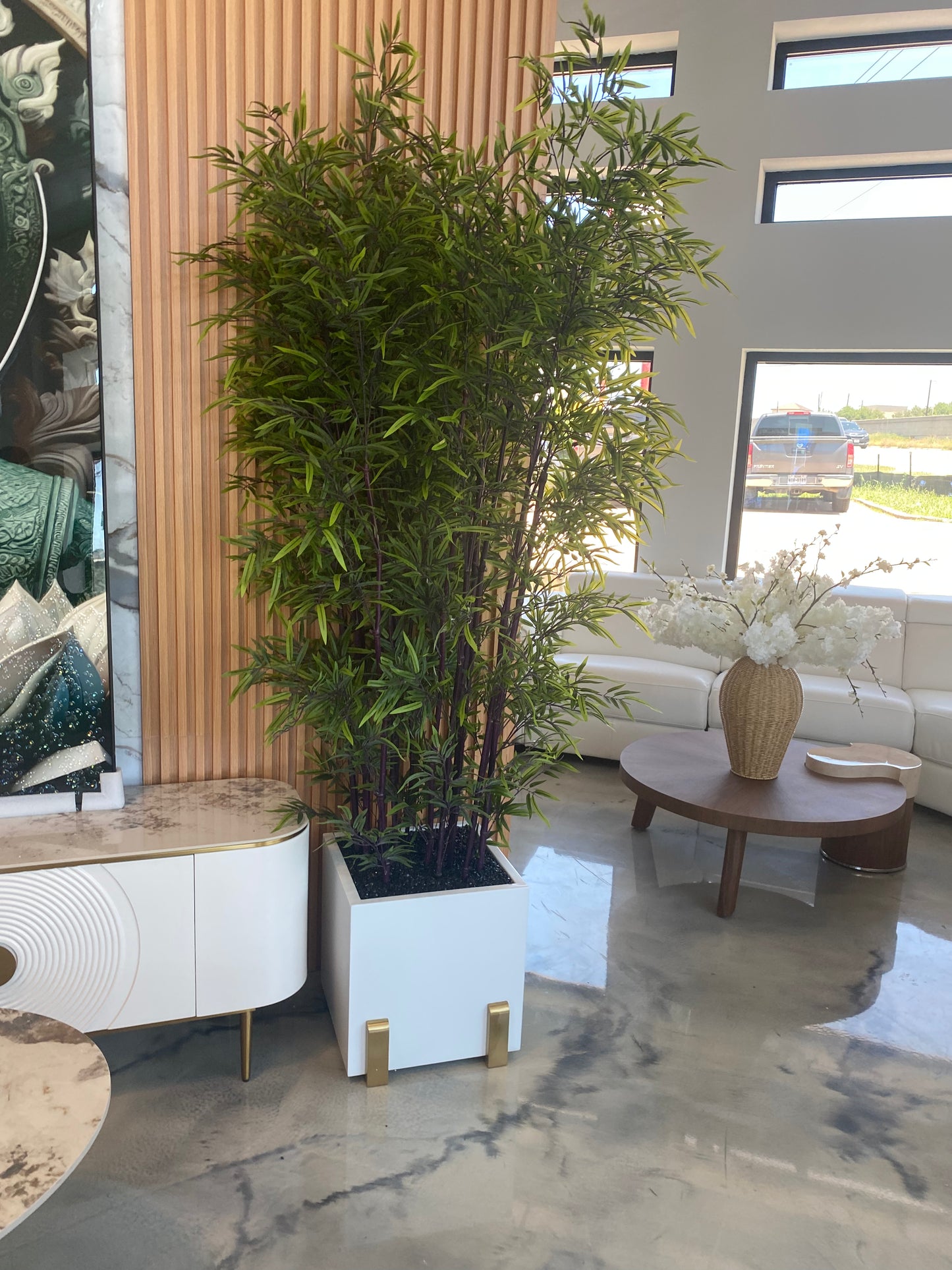 512-Chamaodera (bamboo palm)